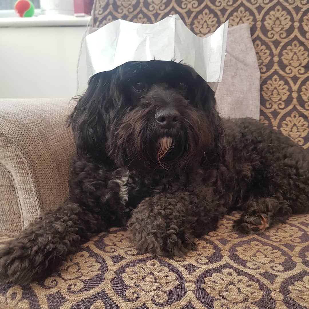 MissRichards15's tweet photo. This Queen is 4 today! Happy birthday Dottie dog! 🐩 https://t.co/gTAcJjdaxG