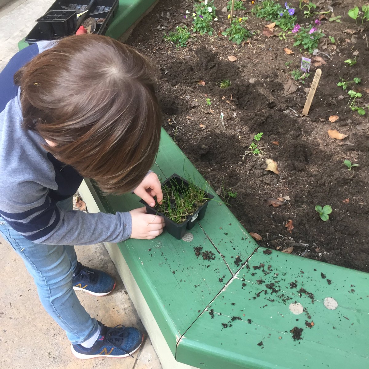 MissionArtsCtr's tweet photo. It’s #springplanting time in the garden!

#missionartscenter #sfrecpark #missiondistrict #sanfrancisco #communityhub #dcyf #sfusd #plants #planting #kidsinthegarden #gardening #beans #veggiegarden #plantyourveggies https://t.co/YNwnbOSfvx