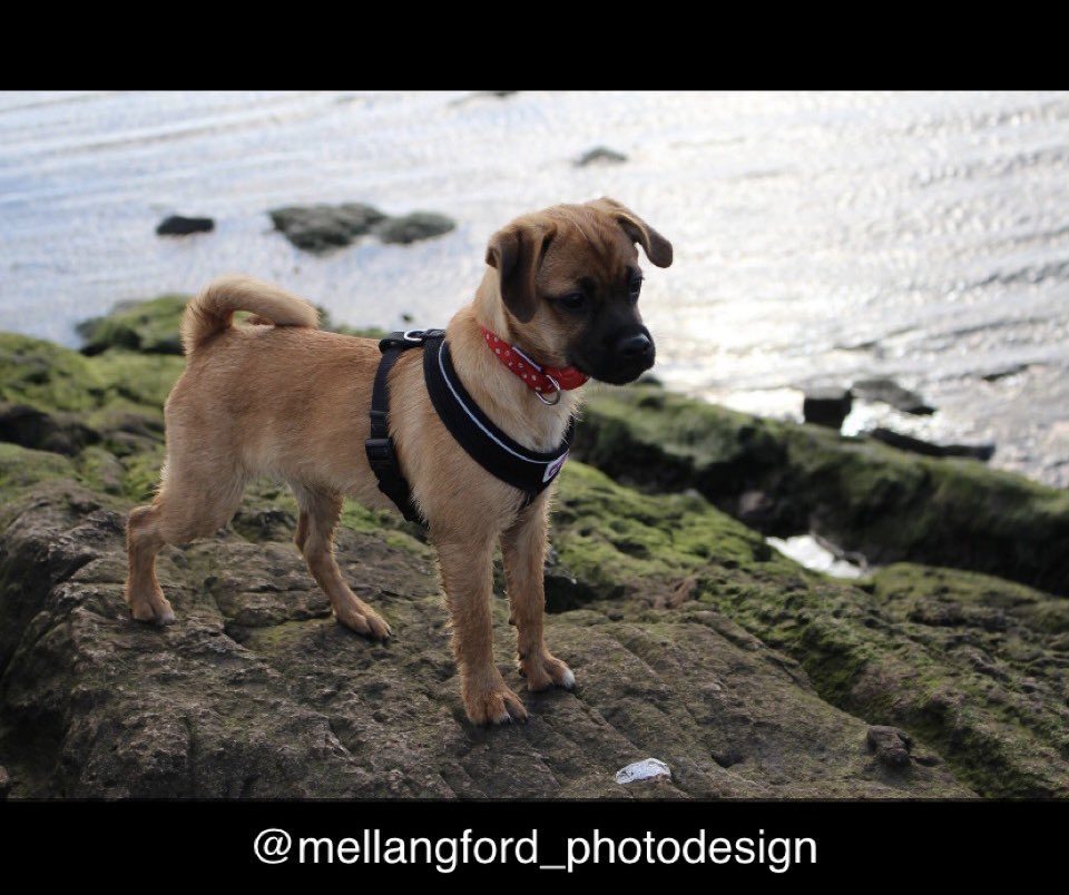 mel_photodesign's tweet photo. #CanonFavPic #canon #canonphotography #photography #photooftheday #puppylove #puppy #dogs #dogsofinstagram #dogsoftwitter #doggy #cute #photographybyme #pets #adventure #heysham #morecambe #beach #noeditingneeded #sea #picture #memories #walkies #red #run #puppylife #puppies https://t.co/6dBlBD1YZh