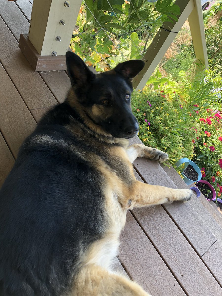 jferokfer's tweet photo. My name is Shelby and I, too, am a rescue pup the same age as Major. My sole purpose in life is to protect my family and in particular my pal Cameron who is autistic. I can get a little aggressive when surprised and tend to scratch when I want my paw held. Sorry for that! https://t.co/W1SaoFug1o