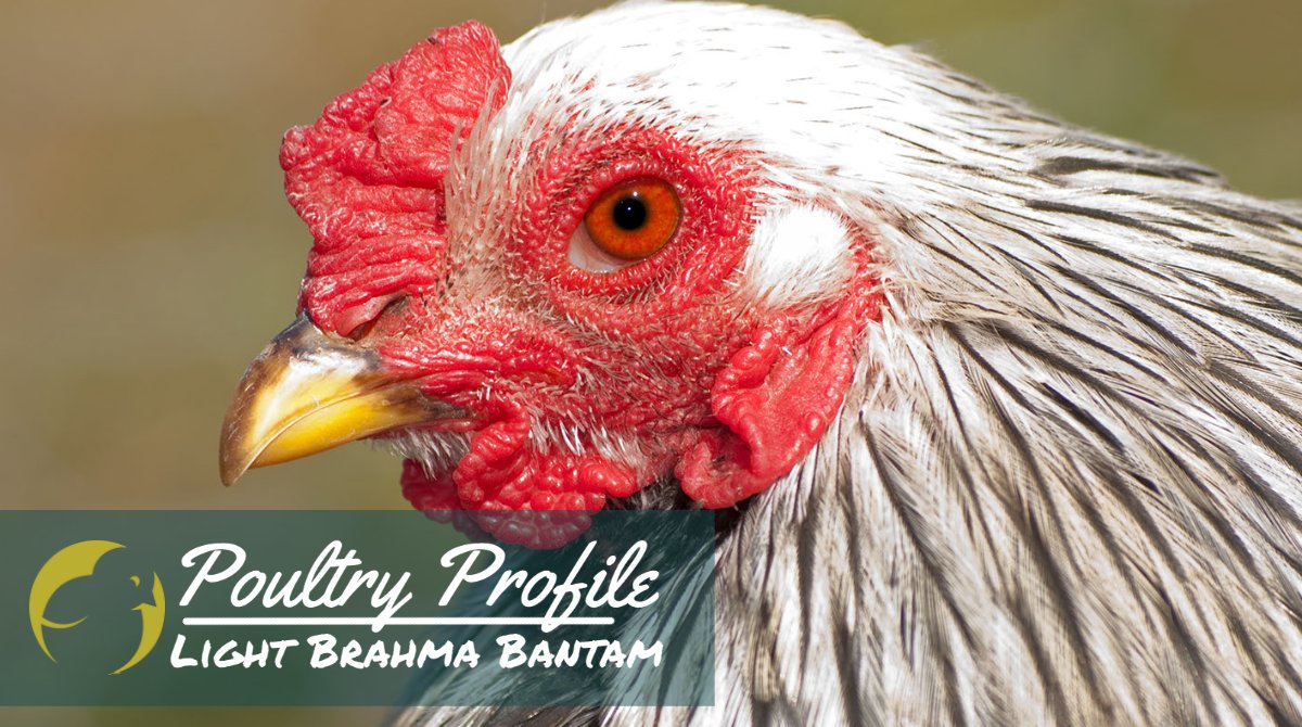welphatchery's tweet photo. The Light Brahma Bantam is this week’s #PoultryProfile. They are dual-purpose bantams. Brahma Bantams lay brown colored eggs, are heat tolerant, cold hardy, friendly and broody. #WelpHatchery #DayOldPoultry #Chickens https://t.co/oV24DTTFvV