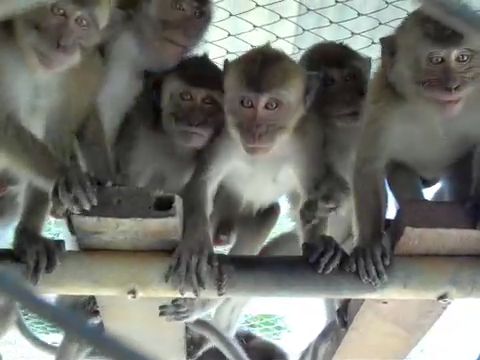 Young long-tailed macaques on breeding farm, Mauritius; credit: Cruelty Free International
