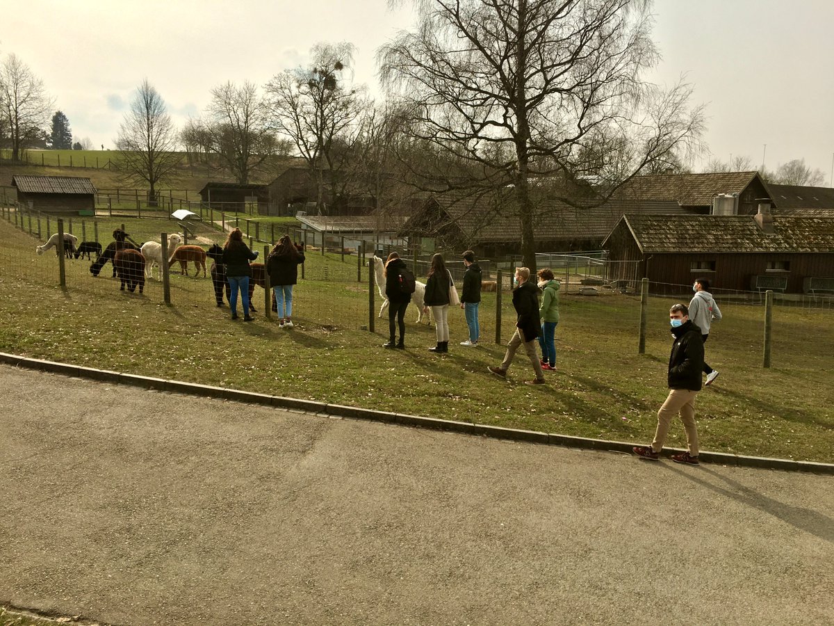⌬Michel Rickhaus (@michelrickhaus) on Twitter photo To battle #ZoomFatigue & #Isolation, we moved our @RickhausGroup meetings <a href="/UZH_en/">University of Zurich</a> outdoors☀️. <a href="/itsluciagallego/">Lucía Gallego</a> did a great job visualizing the isolated pentagon rule! Then a stroll through the woods 🙃🌲🌳#MentalHealth #Creativity
Oh, did I mention the Llamas? #GroupTherapy To battle #ZoomFatigue & #Isolation, we moved our @RickhausGroup meetings <a href="/UZH_en/">University of Zurich</a> outdoors☀️. <a href="/itsluciagallego/">Lucía Gallego</a> did a great job visualizing the isolated pentagon rule! Then a stroll through the woods 🙃🌲🌳#MentalHealth #Creativity
Oh, did I mention the Llamas? #GroupTherapy