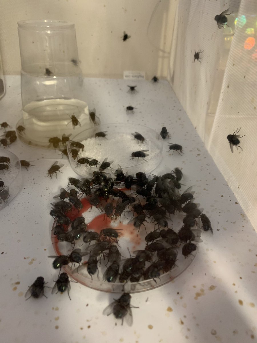 _Dawn_M's tweet photo. #feedingtime they are now 8/9 days post eclosion and ready for their first taste of protein today. I think they enjoyed it! #Entomology #forensics #phdlife @_doctorchris @ForensicGeeky #lucilia on the right, #calliphora on the left! https://t.co/n4kE7FSsNd