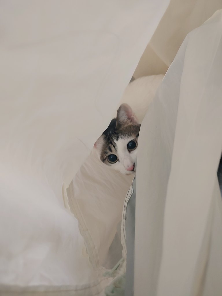 Cat_GonGon's tweet photo. 곤이................... 뿅 https://t.co/IGa87M8WWZ