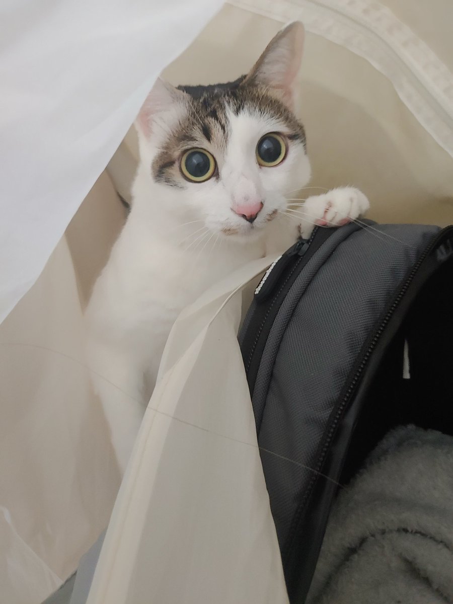 Cat_GonGon's tweet photo. 곤이................... 뿅 https://t.co/IGa87M8WWZ