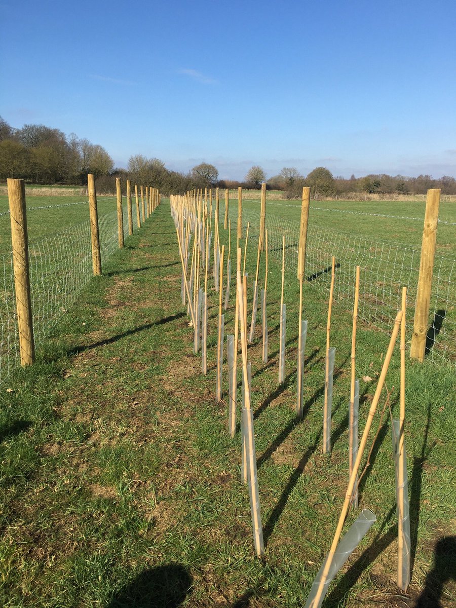 LOHProject's tweet photo. New hedges planted on Carr Meadow before Xmas  Buds are appearing on the Field Maple, Hazel, Blackthorn, Guelder Rose and Crab Apple that form the main hedge. The 10 Oak trees dotted along the hedgerows are also waking up. Funded by  Countryside Stewardship Higher Level Scheme. https://t.co/OyxRoiOHP4