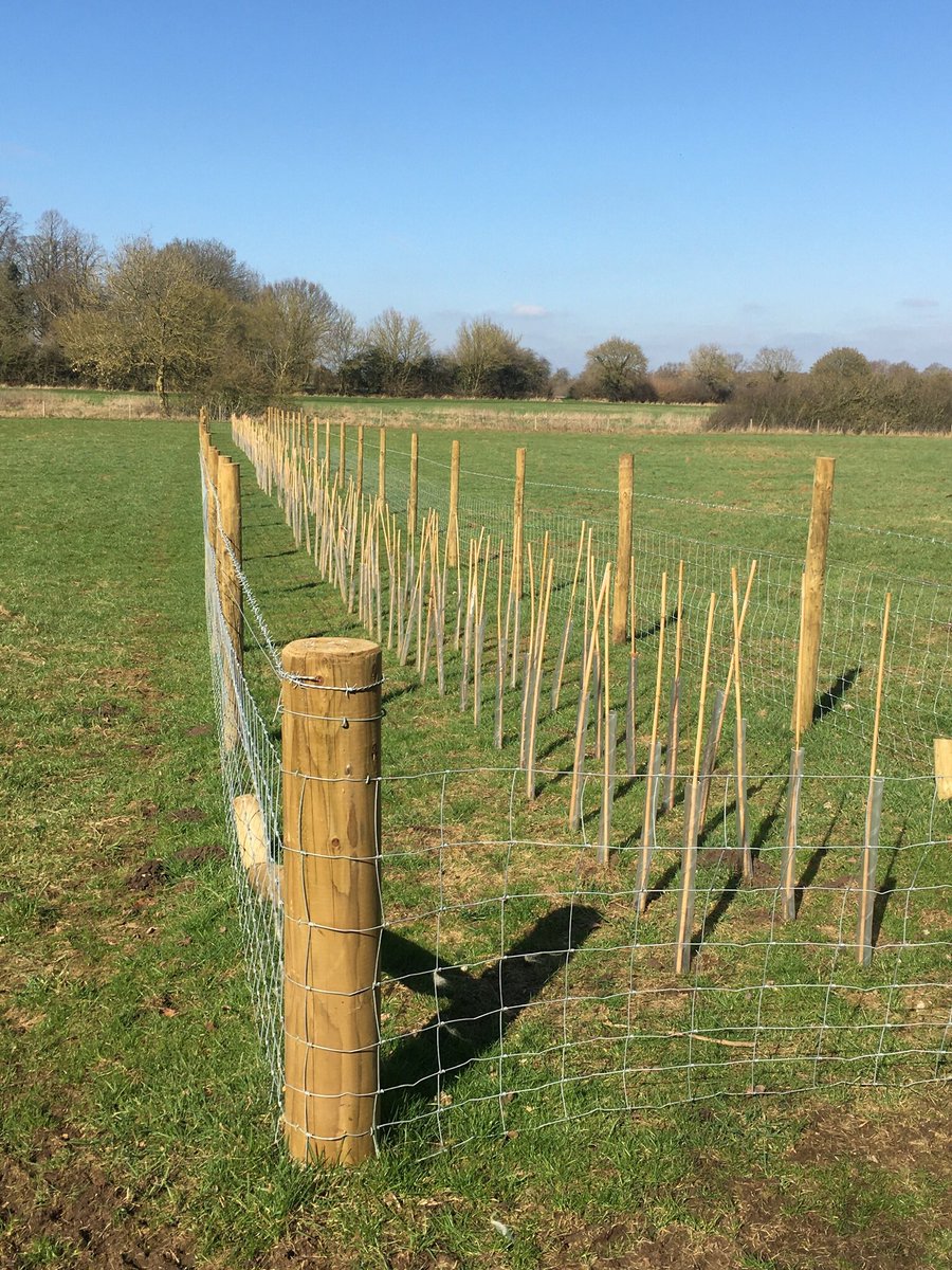 LOHProject's tweet photo. New hedges planted on Carr Meadow before Xmas  Buds are appearing on the Field Maple, Hazel, Blackthorn, Guelder Rose and Crab Apple that form the main hedge. The 10 Oak trees dotted along the hedgerows are also waking up. Funded by  Countryside Stewardship Higher Level Scheme. https://t.co/OyxRoiOHP4