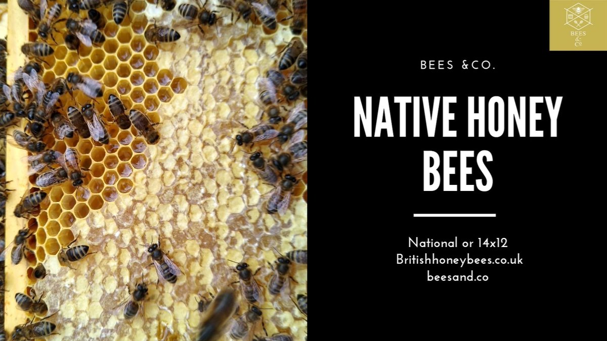 We will have beautiful native British honey bees (Amm) available from June. These will be reared by us on our lovely Lincolnshire Apiary site from our best queens.

#nativehoneybees #britishhoneybees #blackbees #nationalhive #14x12 #beesofinstagram #lincolnshire #ukbees