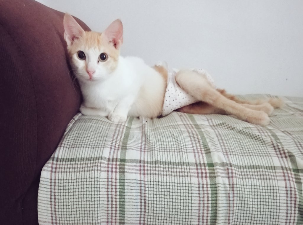 ToffeeMendi's tweet photo. Missing my sister Lokie (with hind leg paralysis). She is now in heaven.  #missingyou #catsofinstagram  #cats #CatsOfTwitter https://t.co/Q6lc6AzL0y