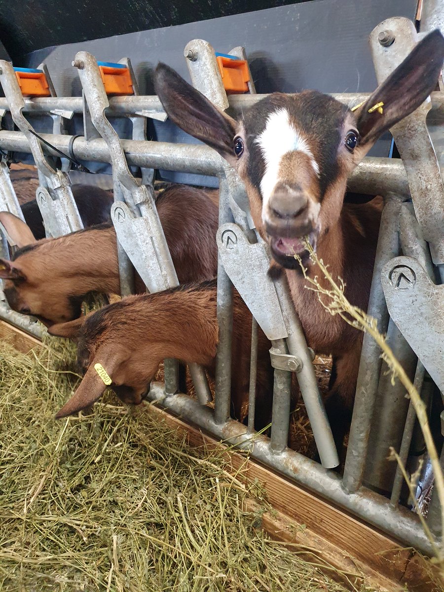 [ Chevrettes 🐐🍼🌿 ]

Les chevreaux ValCabri étant partis, les chevrettes prennent leur aise dans le bâtiment 😁.

Elles ont toute une place aux cornadis pour préparer le sevrage d'ici les prochains jours.

Au menu foin à volonté 🌿 et concentrés 🥖 distribués 2 fois par jour.