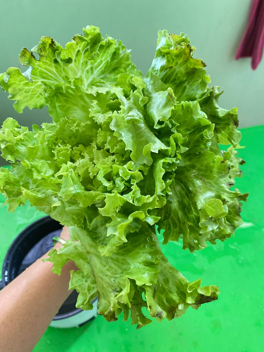 ThaiBioProduce's tweet photo. ใครชอบกิน #แหนม บ้าง? แอดมินเป็นชอบกินมาก แต่ตอนหลังกลัวก็เลยไม่ได้กิน ไปตามหามาจนเจอว่ามีวิธีการแบบไบโอที่สามารถหมักแหนมได้โดยไม่ใช้ดินประสิว ไม่ใช้สารกันบูด ไม่มีสี ไม่มีตกแต่งรสชาติใด ๆ ใช้แต่จุลินทรีย์อันมีประโยชน์อย่างเดียว เป็นแหนมโปรไบโอติกช่วยย่อยเนื้อหมูให้สุก เปรี้ยว https://t.co/6FvCWUhFXT