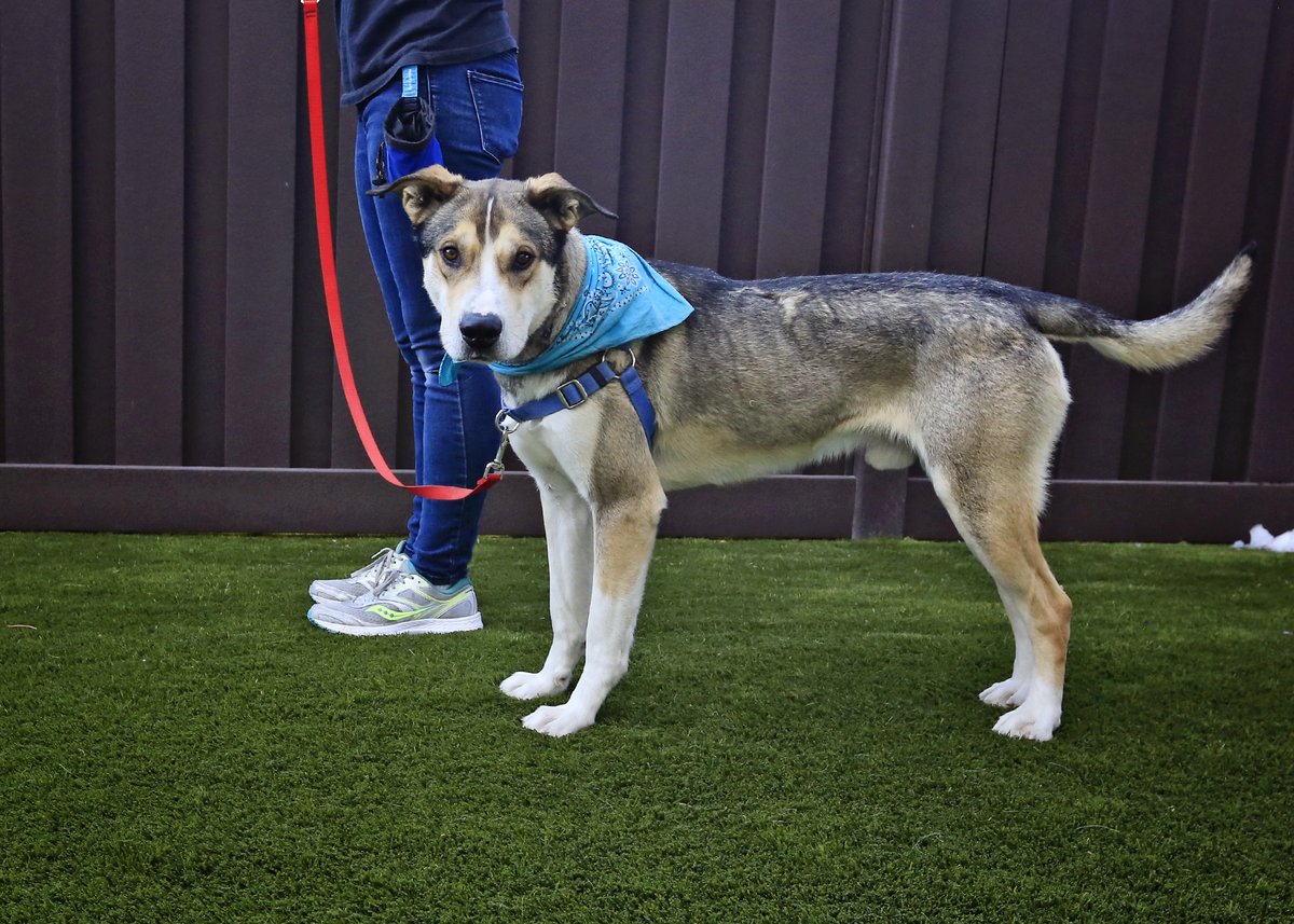 We are committed to #positivereinforcementtraining for dogs instead of fear or pain-based punishment methods. Learn more about our new Harnessing Compassion Exchange Program by visiting the link below. 
utahhumane.org/harnessingcomp…