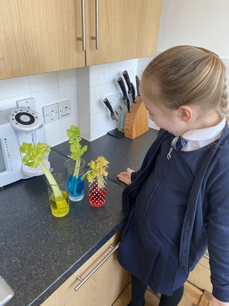 FrancescaKerr18's tweet photo. Another experiment with help from the colours of the rainbow is to see how plants get water all the way up to the tip top of their leaves 🍃 using food colouring in water &amp; checking back to see how much the celery had changed colour @ScienceGBS @GoresbrookSc @MissNoble_GBS https://t.co/zoJJgKpDK1
