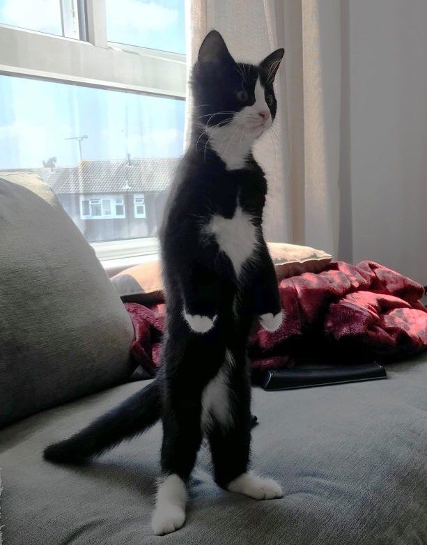 🐱 tweet media