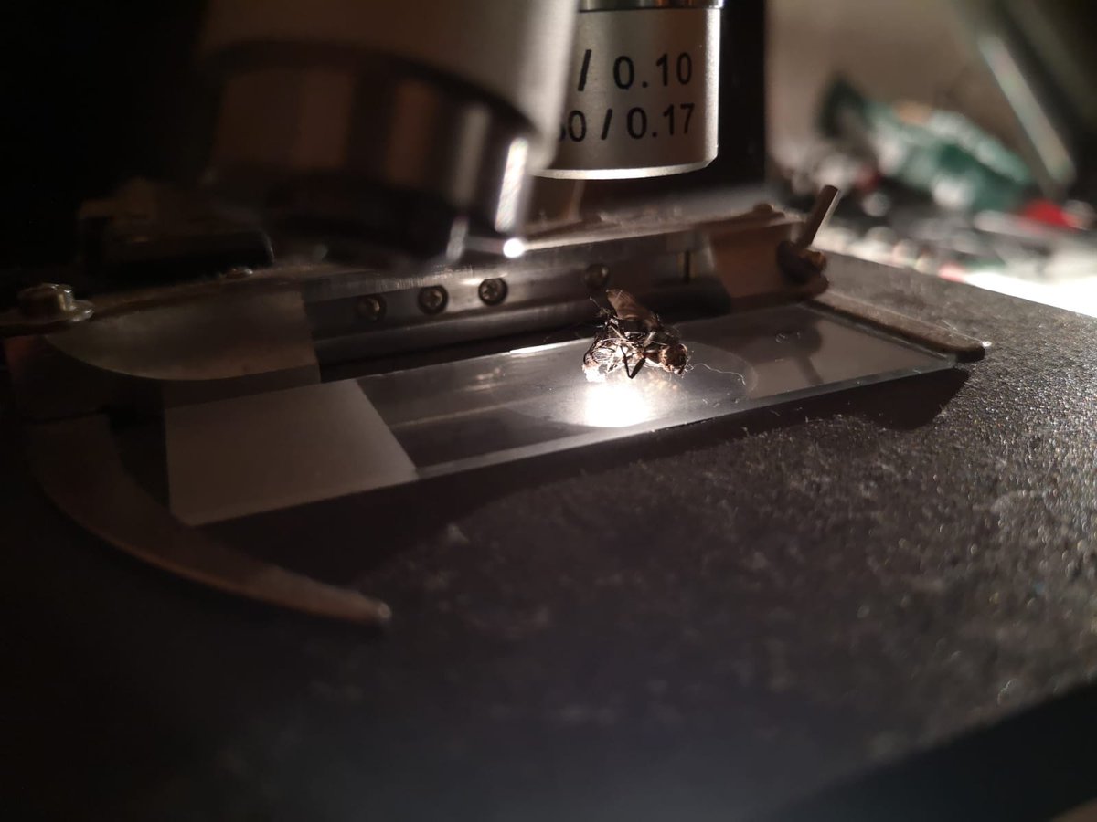 OrchestraRandom's tweet image. Love playing around with the microscope and the #lzxvidiot. „Inhale“ music video coming soon.
.
.
#lzxindustries #videosynth #audiovisual 
#analogvisuals #vidiot #microscope #patterndesign #analogsynth