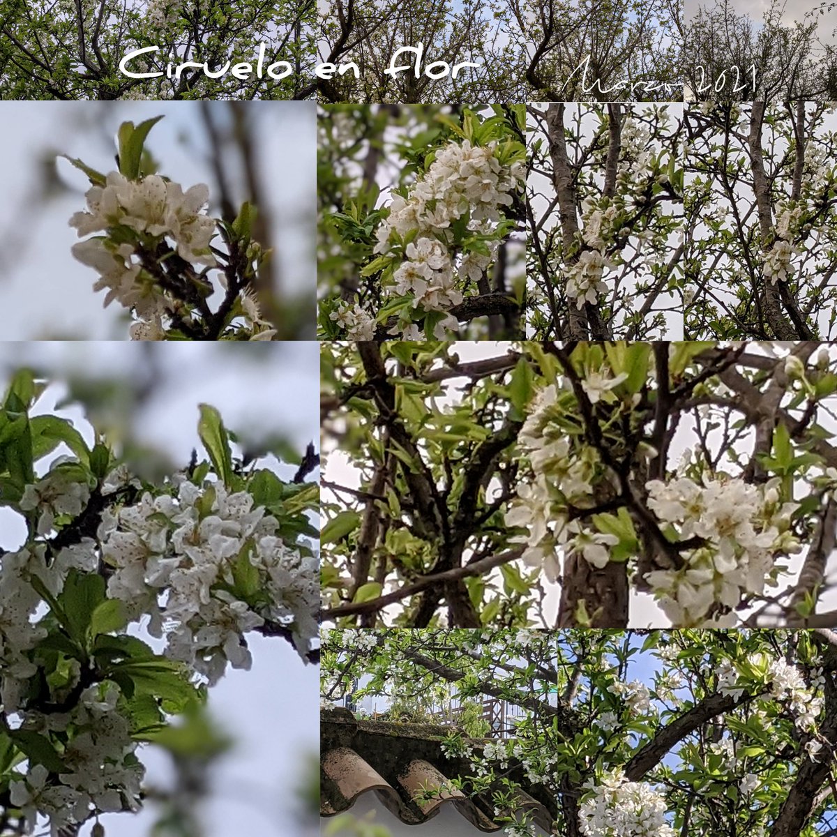ManuelaRuiz's tweet photo. Ya van despertando los retoños de la primera 🌱🏞️😉 #Cirueloenflor #aycom #collage #floresdemipatio https://t.co/GmmFe0zkOD