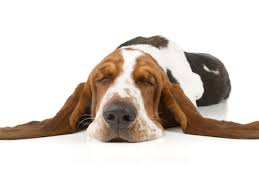 PekalaLaw's tweet photo. Florida lawyer faces ethics complaint because he described himself as a pit bull lawyer.
Law Board said 'it harms the public's view of our profession.' 
#ProTip No one says "Get me a Bassett Hound lawyer." https://t.co/wgPIS1YKsj