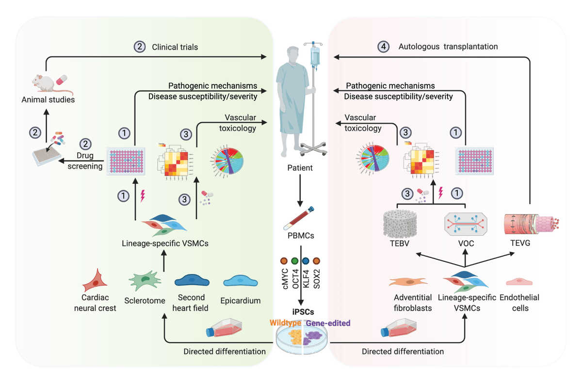 CircRes's tweet photo. @CircRes Review Alert! Generation of #VascularSmoothMuscleCells from #InducedPluripotentStemCells: Methods, Applications, and Considerations Learn more at https://t.co/tKPXdAfVjr 

@twinsmc18 @Joseph_C_Wu https://t.co/PqUXN54fPV