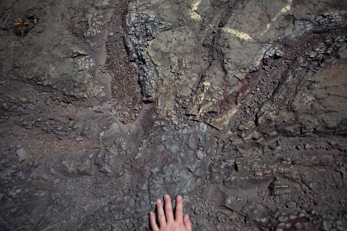 NarrativeTerra's tweet photo. Privileged to have been able to spend some time with some time in the world’s oldest #forest. Archaeopteris were responsible for sequestering CO2 - leading to the atmosphere we know today. #geology #archeology #anthropocene #vibrantmatter #newmaterialism #morethanhuman #research https://t.co/Z8e1CJiBYi