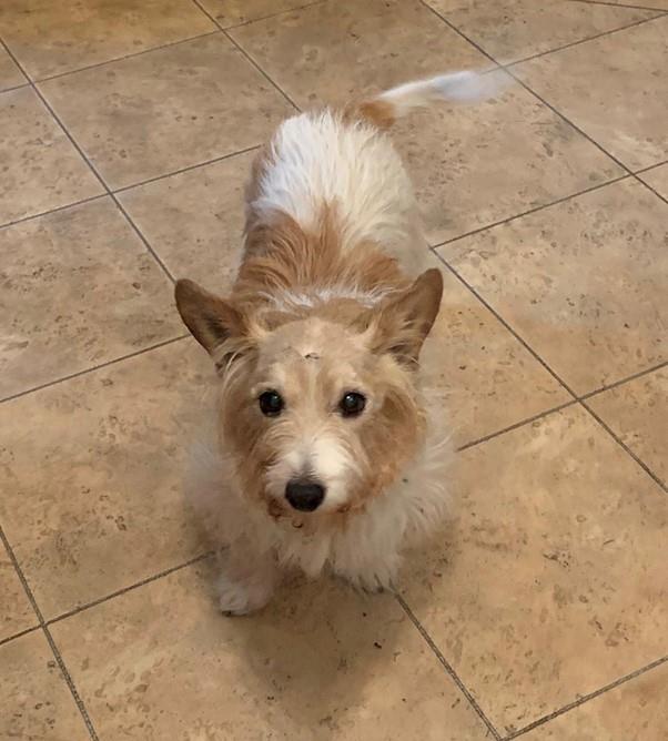 Animal Adoptions UK 🐕‍🦺🐈🐎❤️ tweet media