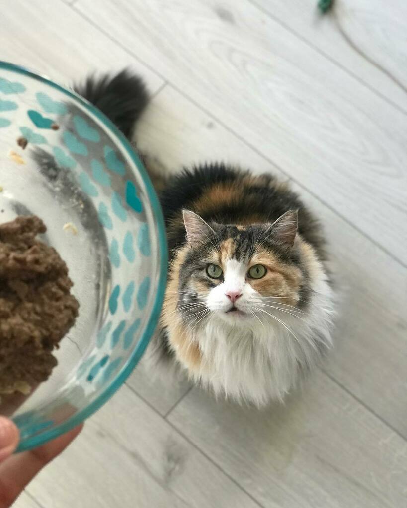 Purrrrrrlease 😸😋 #eyesontheprize #vanpetcare instagr.am/p/CMNXhwEBnhN/