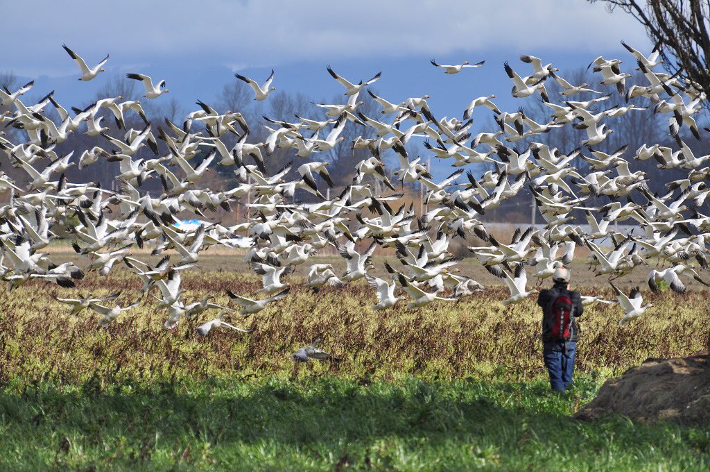 I got caught in a snowstorm yesterday #snowgeese #skagit #pnw @ErinMayovsky @NWSSeattle @ShannonODKOMO @ThePhotoHour