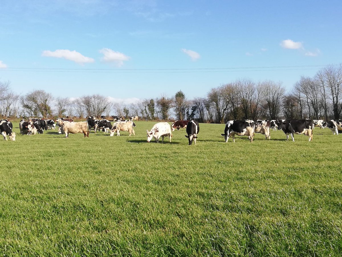 C_qui_le_Patron's tweet photo. « Vaches heureuses, éleveur heureux » 💚🙌😊☀ #SoutienAuxProducteurs 

Merci à tous les producteurs qui nous ont envoyé de belles photos. Les vaches retrouvent les pâturages et ça fait plaisir à voir 😊🙌 Belle semaine à tous ☀ #SoutienAuxProducteurs #LePatronCestLeConso https://t.co/2fx1fVzGT0