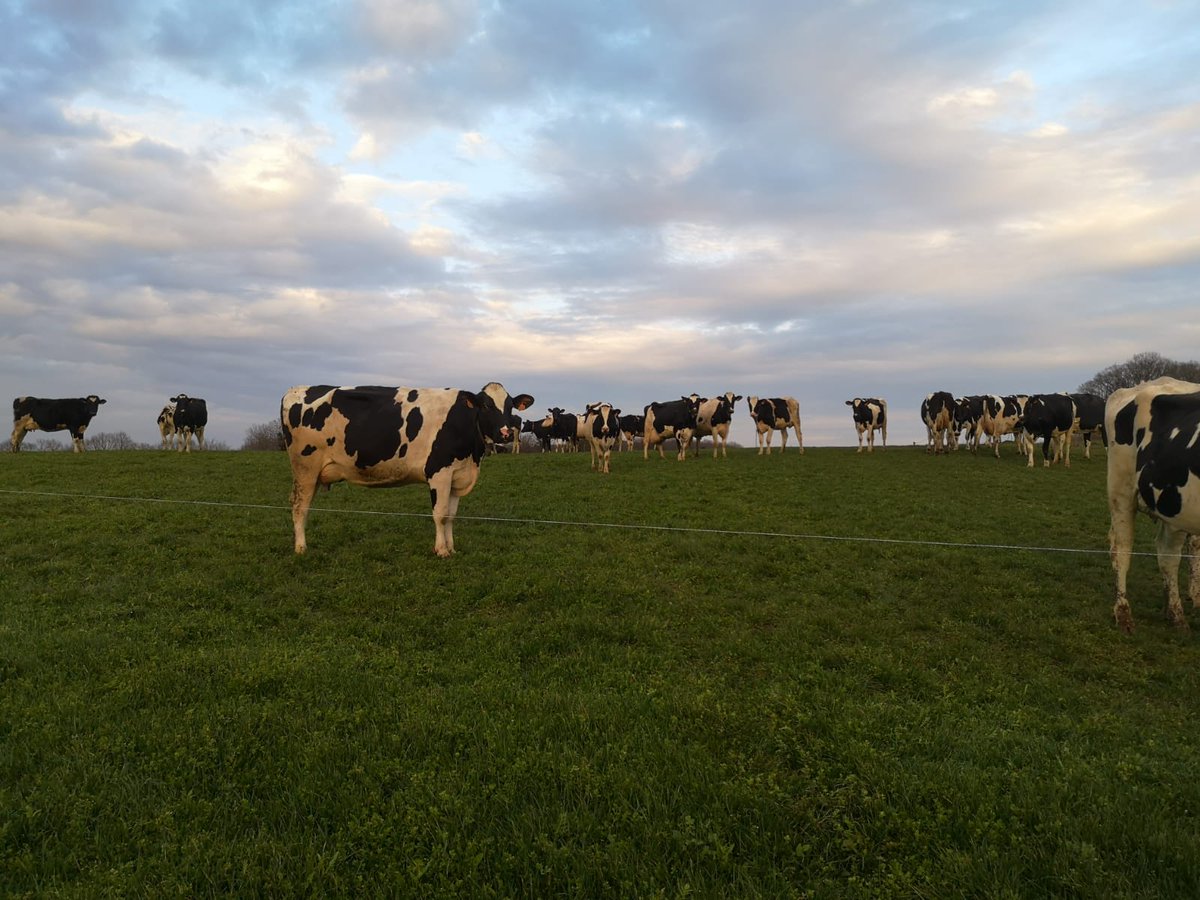 C_qui_le_Patron's tweet photo. « Vaches heureuses, éleveur heureux » 💚🙌😊☀ #SoutienAuxProducteurs 

Merci à tous les producteurs qui nous ont envoyé de belles photos. Les vaches retrouvent les pâturages et ça fait plaisir à voir 😊🙌 Belle semaine à tous ☀ #SoutienAuxProducteurs #LePatronCestLeConso https://t.co/2fx1fVzGT0