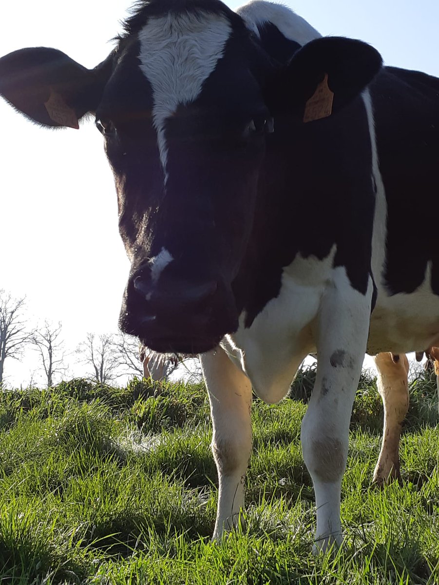 « Vaches heureuses, éleveur heureux » 💚🙌😊☀ #SoutienAuxProducteurs 

Merci à tous les producteurs qui nous ont envoyé de belles photos. Les vaches retrouvent les pâturages et ça fait plaisir à voir 😊🙌 Belle semaine à tous ☀ #SoutienAuxProducteurs #LePatronCestLeConso