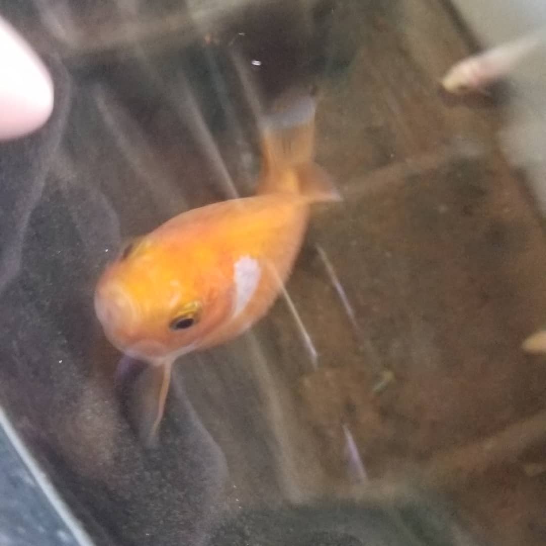 Friends of Philip Fish Sanctuary