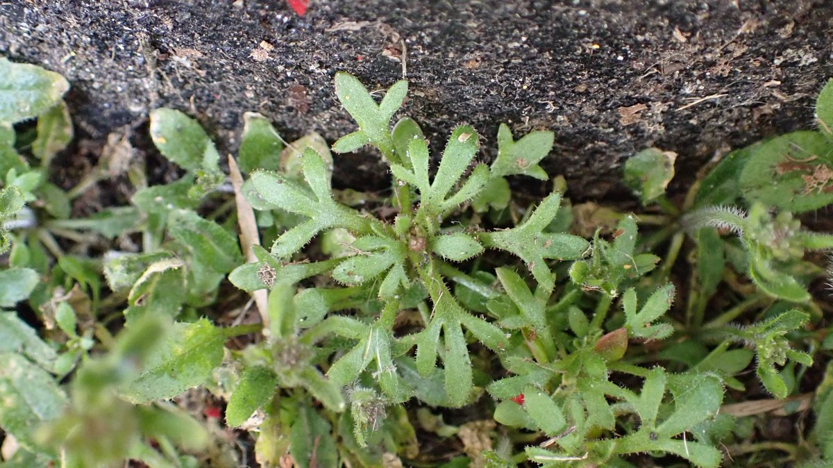 Six species at the base of this post box in South Croydon. Thale Cress, Hairy Bittercress, Sticky Mouse-ear, Chickweed, Annual Meadow Grass, and most excitingly, Rue-leaved Saxifrage, baby. 🤓 #pavementplants #morethanweeds 
Lady passer-by: "Oh! You're not the postman".