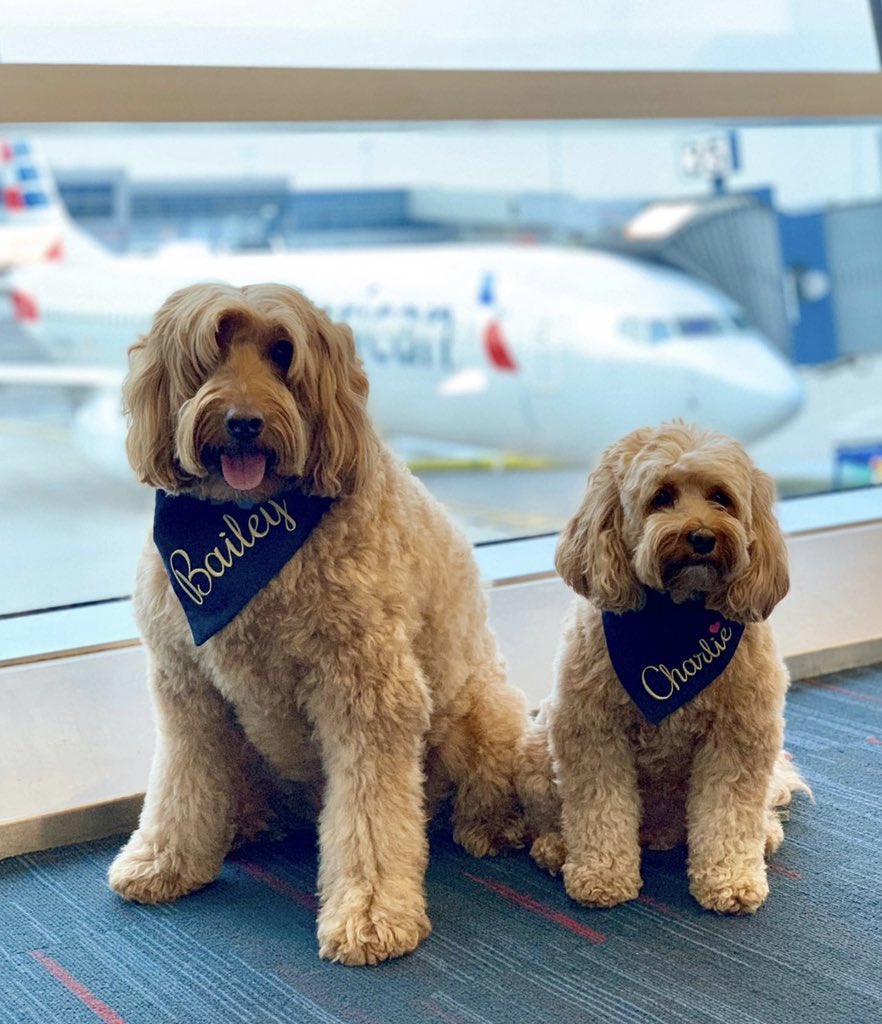 This is Bailey. He’s a therapy dog who visits pediatric patients all across the country. Occasionally, he brings along his little sister Charlie as back-pup. They’re both 14/10 and you can read their interview for <a href="/Trupanion/">Trupanion</a>’s blog below. #partner

trupanion.com/blog/2020/12/h…
