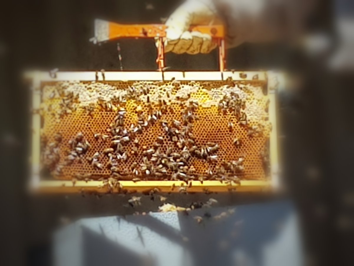 En Bodegas Granbazán, seguimos una tradición sostenible: Nosotros cuidamos con esmero de los panales de abejas, y ellas, se encargan de polinizar la viña… ¡favoreciendo la floración y biodiversidad! #Granbazán #Vino #Bodega #Abejas #Sostenibilidad