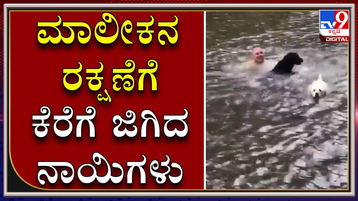 tv9kannada's tweet photo. Dogs Panic When Owner Swings Out And Falls Into Lake, Then Swim Out To Rescue Him
Video Link►https://t.co/Sxp7tePdB0
ನೀರಲ್ಲಿ ಬಿದ್ದ ಮಾಲೀಕನ ರಕ್ಷಣೆಗೆ ಕೆರೆಗೆ ಜಿಗಿದು ನಾಯಿಗಳ ಹೊರಾಟದ ವಿಡಿಯೋ ವೈರಲ್
#TV9Kannada #ViralVideo #Dogspanic #owner #swingsout #fallsintolake #swimout #rescue https://t.co/lmaBK5vqZc