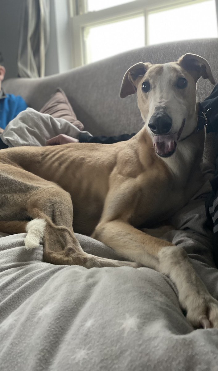 Considering it’s such a big week for the kennel we thought it would be a good idea to bring an experienced hand and previous Easter Cup finalists and Scottish Derby Winner Braveheart Bobby over for a few words of advice ! Loves his couch 🤣🚀💤  <a href="/Cha_NCW/">Darren McCoy</a>