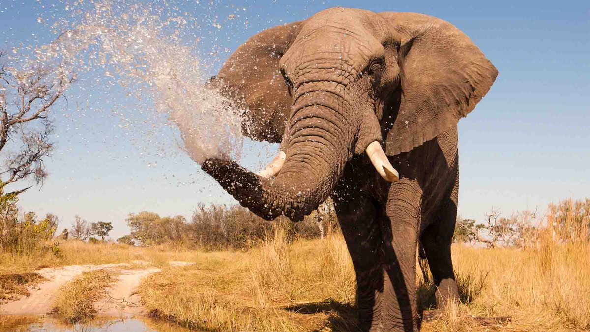 WildfriendsUG's tweet photo. 📍Kidepo Valley National Park – Dusty, remote, biodiverse!

Imagine endless plains with no tourists, dotted with ridges and valleys begging to be explored on foot, where animals roam in a wild amphitheatre ringed by jagged mountains 
📸: (Unknown) 
#VisitUganda 
#KVNP #Elephants https://t.co/HA9Kb9k9hf