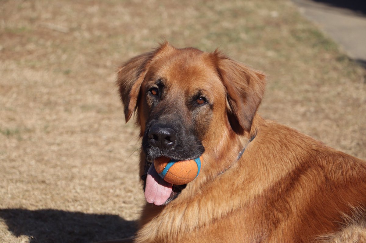 PoindexterPark's tweet photo. Atticus can’t decide if it’s #tongueouttuesday or #fetchfriday, but with temps finally in the 60s, it doesn’t really matter what day of the week it is!☀️😎
#tot #leonberger #leonbergermix #fetch #ballislife #chuckit #happydog #ballball #bigdog #bigreddog #tuesdaymood #tuesdayfun https://t.co/ws7Ud1yck1