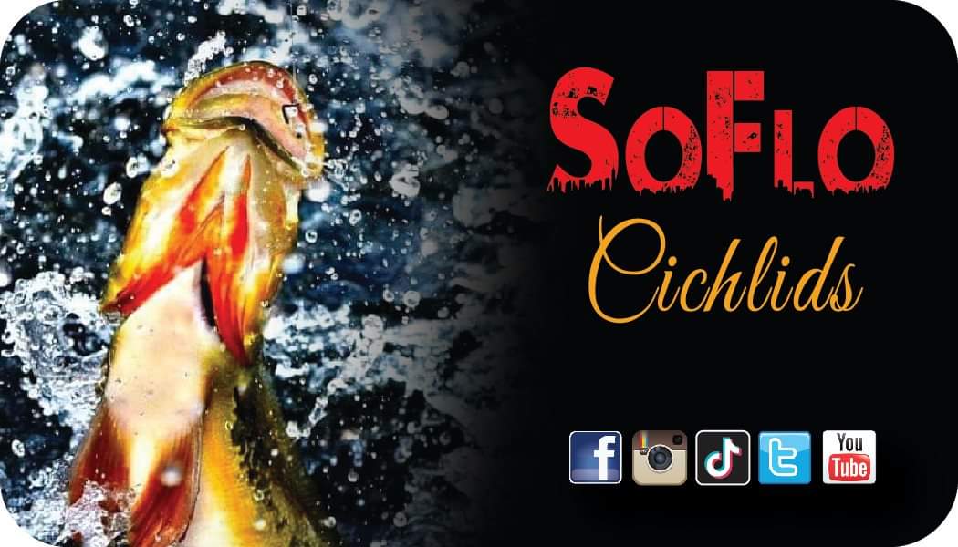 SoFloCichlids's tweet photo. New business cards... black? https://t.co/n0XODCrHSL