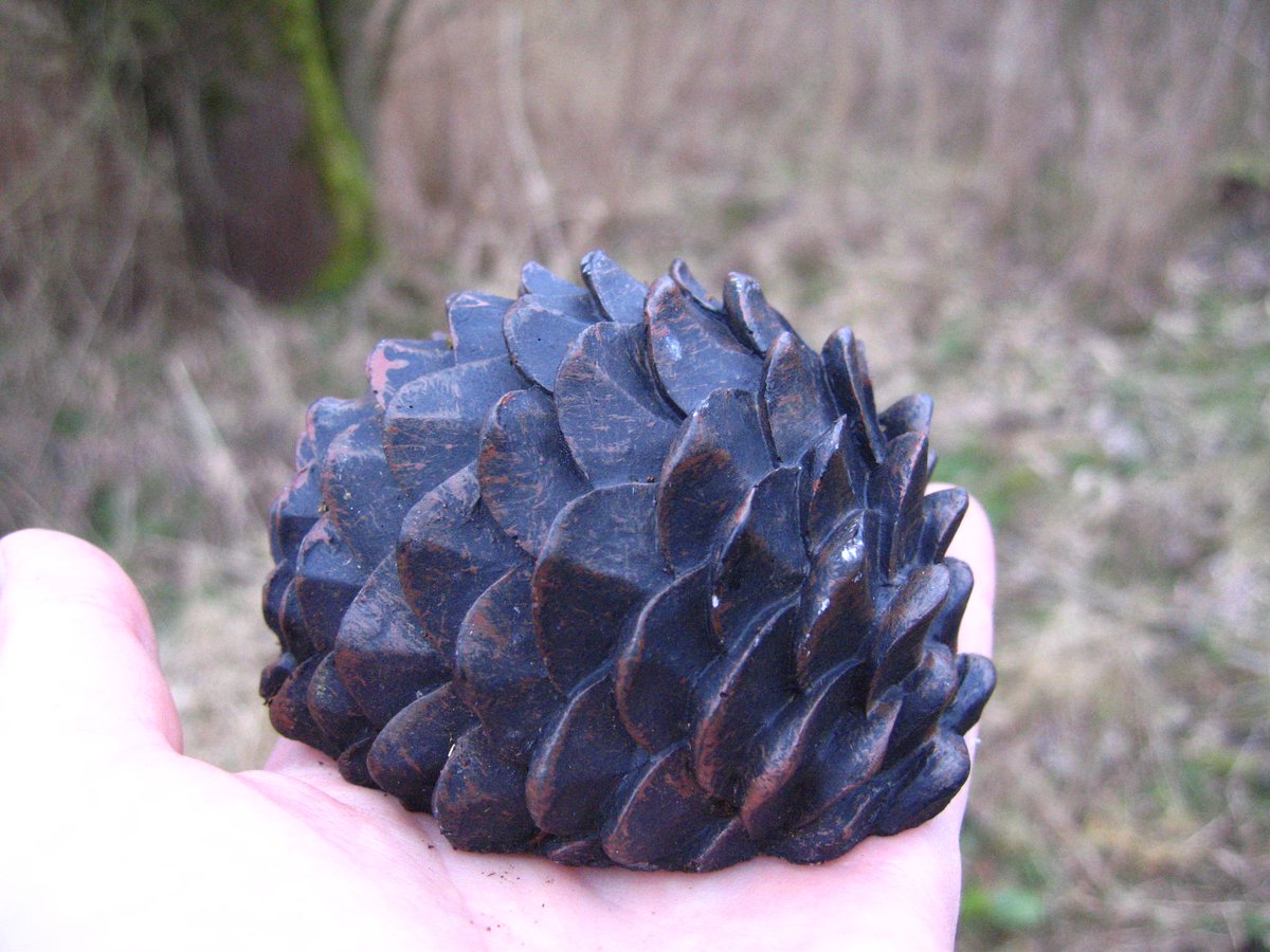 Angelfish888 tweet media