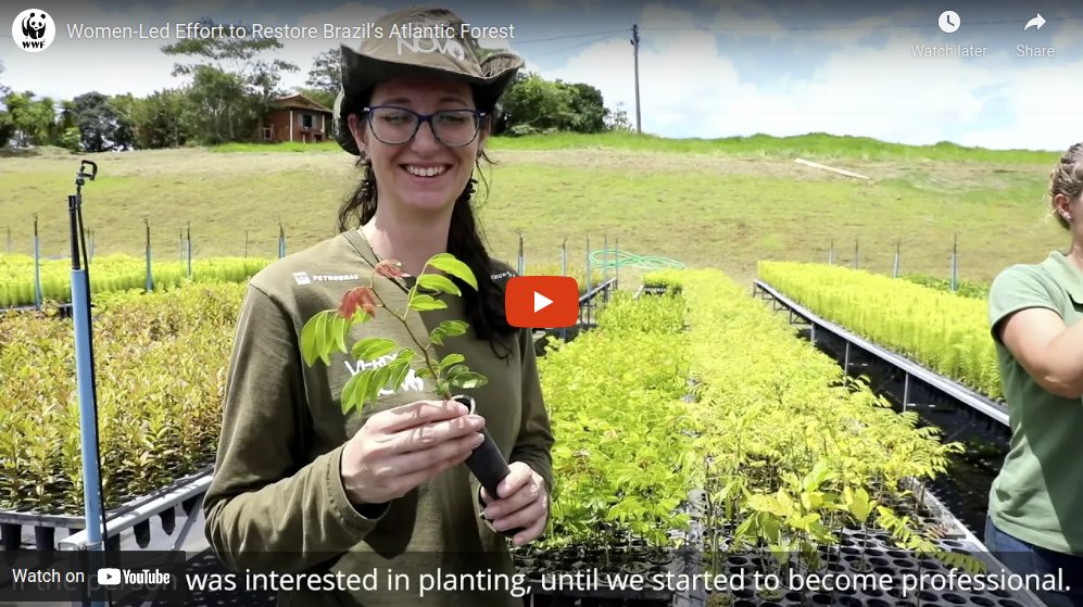 Women-led effort to restore Brazil's Atlantic Forest
worldwildlife.org/videos/women-l… #ClimateAction #WomensHistoryMonth #womenforforests #reforestation