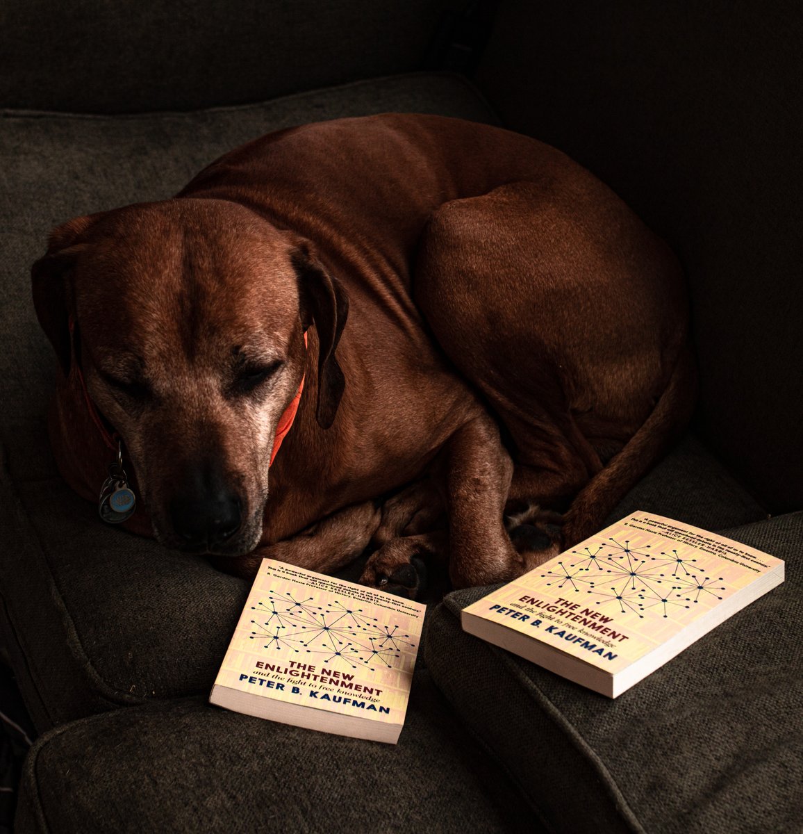 pbkauf's tweet photo. A READER IN VERMONT.
Thx for the picture @fotogosaurus
#k9edition https://t.co/ogHAOGHcBF