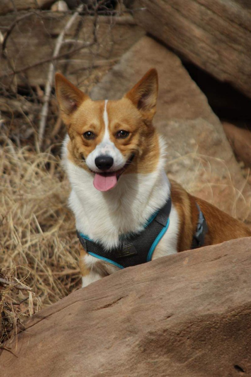 sleepyjazel's tweet photo. I know its not art stuff but I thought I'd share some of my favorite pics of my pup being adorable when we went hiking! https://t.co/kS8lHMgtzB
