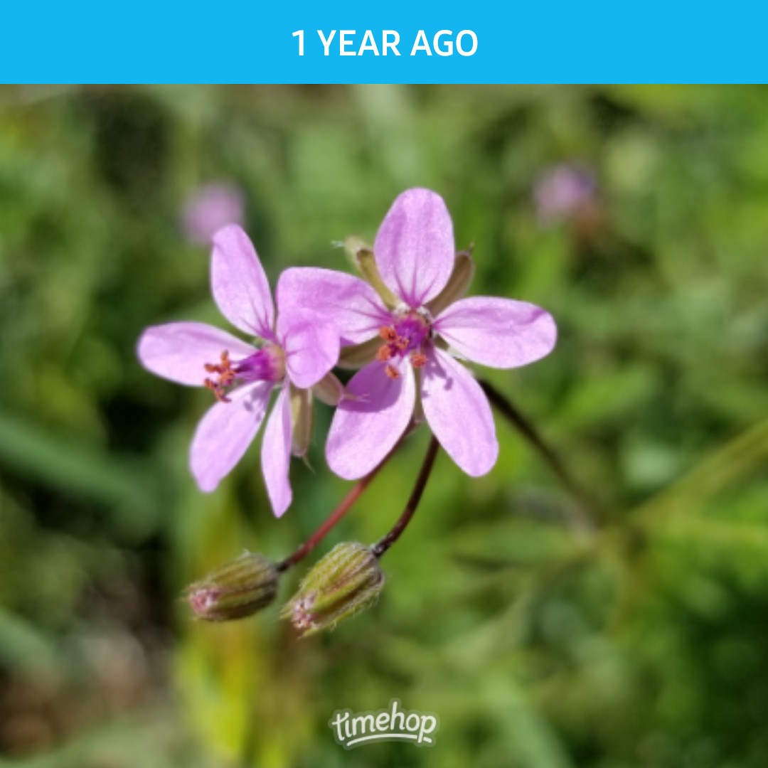 saunieindiego's tweet image. stork&apos;s bill
(Erodium)
#naturalized