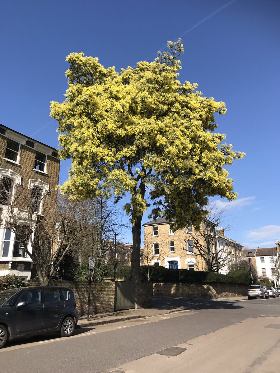 treeruss's tweet photo. The Highbury Grange #mimosa is looking fabulous right now. This monster rather shows my point about the species being unsuitable for very small gardens!
#SilverWattle 
#Acaciadealbata
#springblossom
#TreeFlowers https://t.co/fZ5f2FYg9j