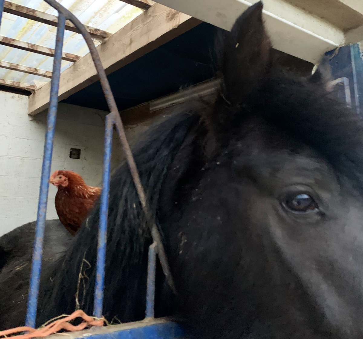 This hen was a bit under the weather, we brought her down to the “hospital” stable. 

She seems to be feeling better and has moved next door with Robbie. ❤️