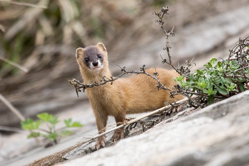 radiationmouth's tweet photo. Tomorrow is the first round of Red, In Fur! Tune in to #2021MMM to watch #TeamWeasel begin its reign of terror!! 

#YearOfTheWeasel #TeamMurderNoodle https://t.co/GjSD8FK454