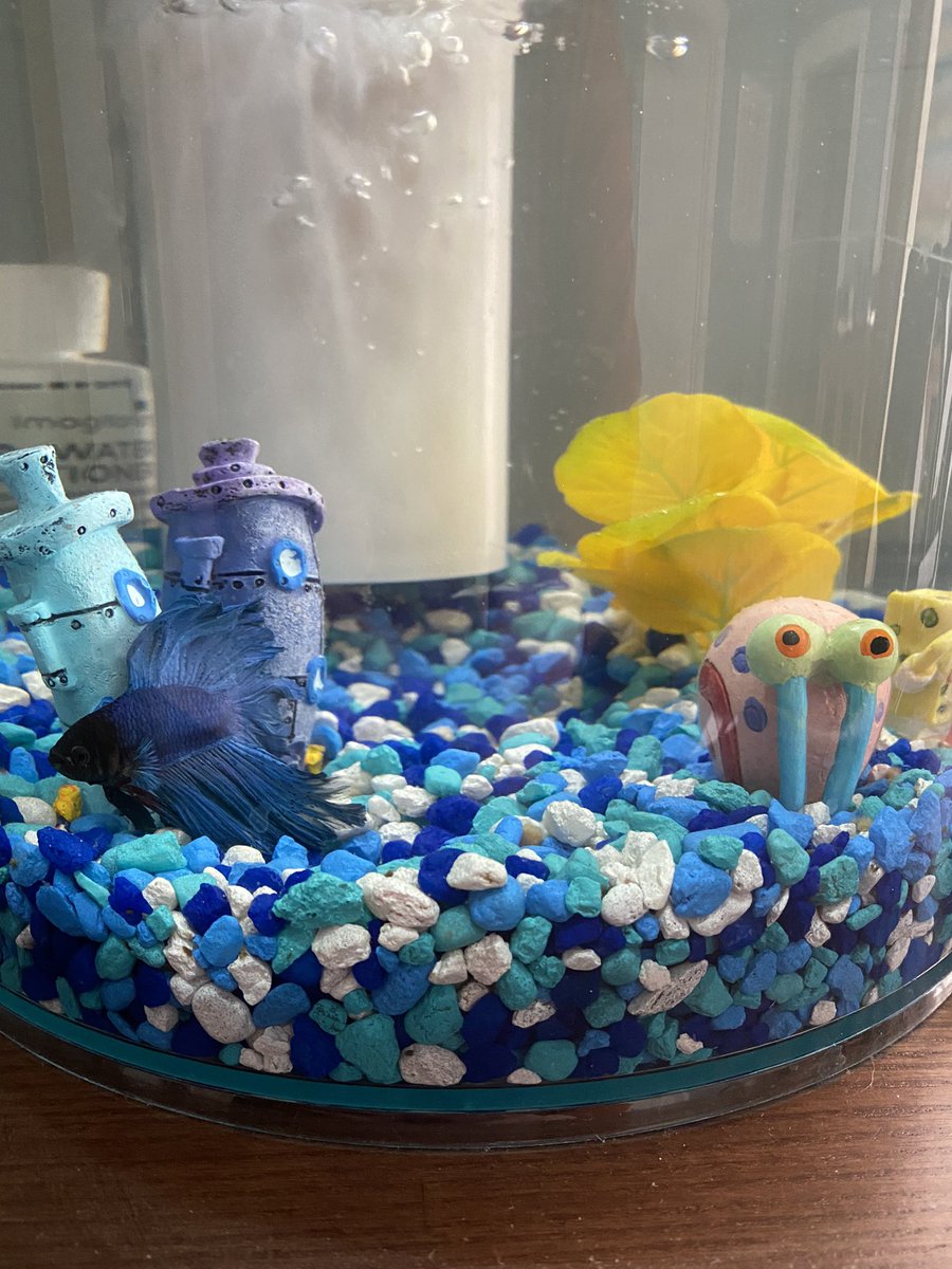 Brainy 🐠 brings chill vibes 😎 💕 #petsoferl #erl21