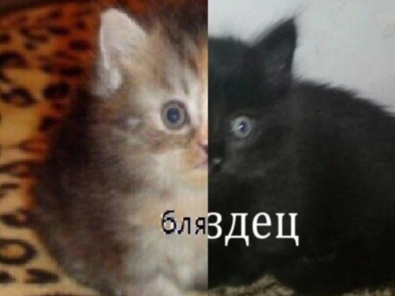 liss_deily's tweet photo. 8 лет я знакома с aot и вот, в связи со скорым окончанием манги и аниме, решила вернуться в эту пучину боли и отчаяния и пересмотреть с самого начала сериал. Я, конечно, знала, что это будет очень тяжело, знаю кто умрет и т.п., но сука с первых серий меня уже вничто https://t.co/yxBosA6PVw