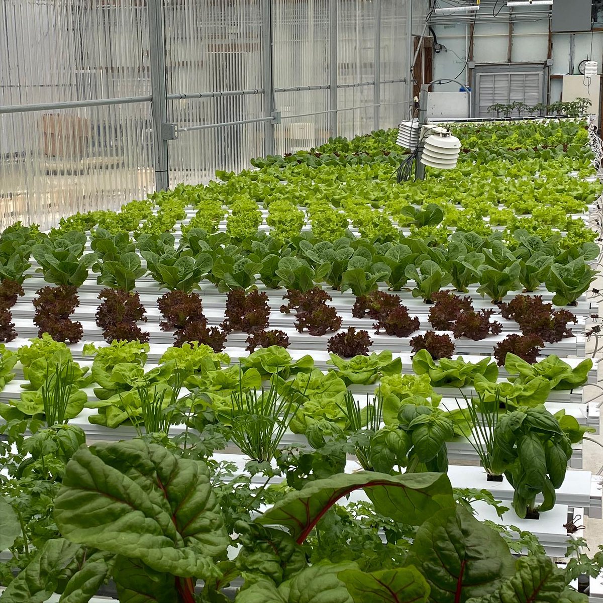 CropKingInc's tweet photo. Red leaves mean summer is coming! ☀️#hydroponics #greenhouse #plants #lightlevels #lettuce #redleaflettuce #lettucegrow https://t.co/NXjhNIc9yM